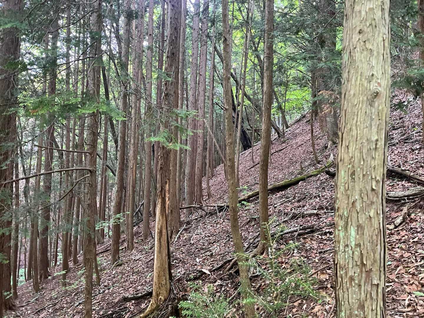 急坂ですね。
頑張る💪