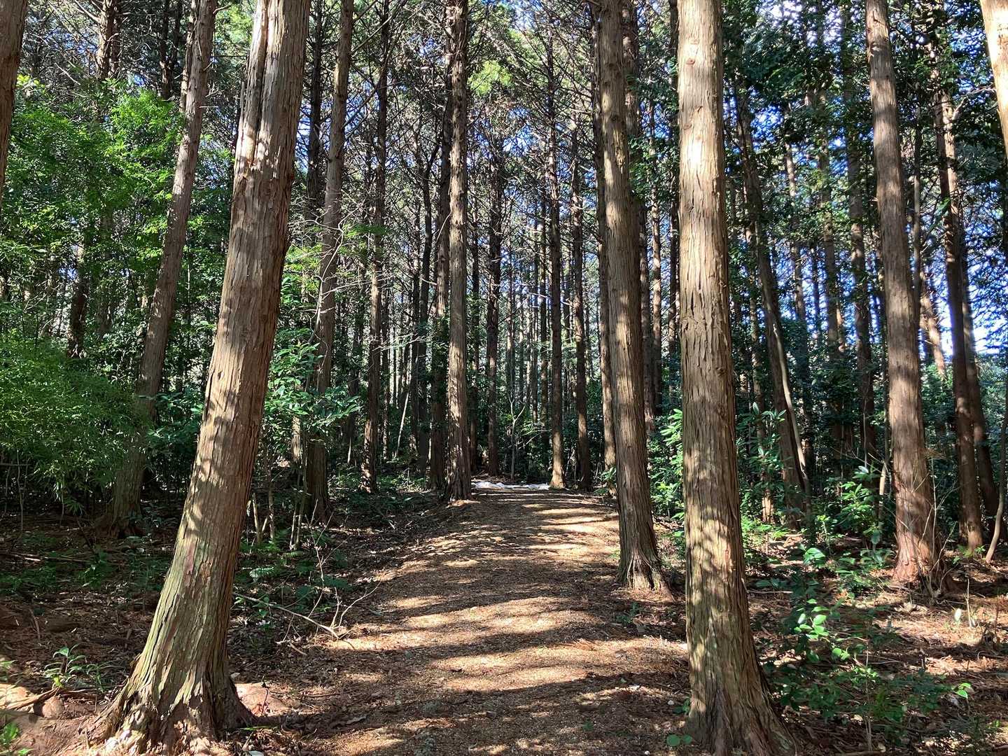 スタートしてすぐ
好きな杉林🌲🌲