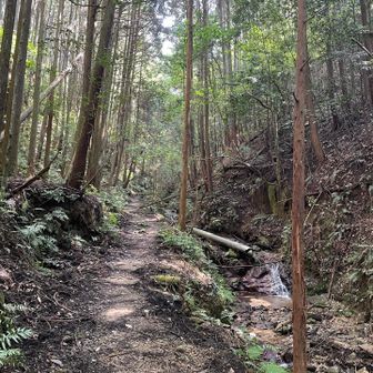 前半は緩やかな登りで難しい山ではありません🎶