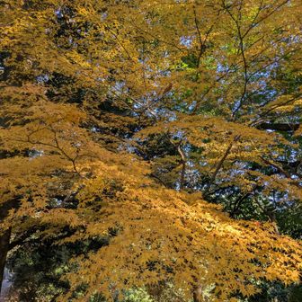 黄色の紅葉。