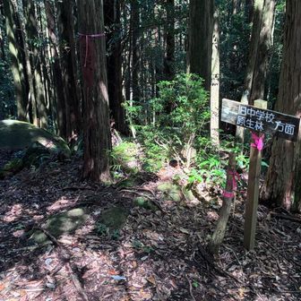 けっこうたくさん分岐がある