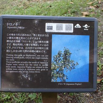 ドロノキってヤナギの仲間なんですね。