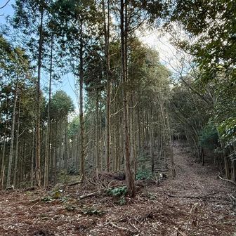 ここで遠くから「・・・が発令されてました！」と聞こえてくる😳ꉂꉂ📢

何が発令かとしばし耳を傾ける👂どうも乾燥注意報のようだ🚨関東各地で山火事が発生してるもあって、焚き火をしないように呼びかけられてるみたい📢

突然「発令されました」にはびっくりしたけど、こういう防災放送はいいね👍