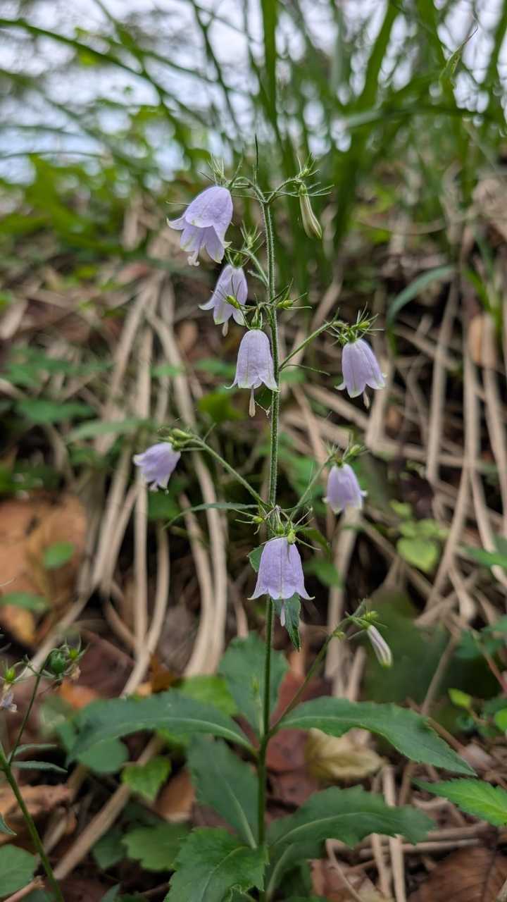 2025年10月19日 八菅山・鳶尾山  / かつやたばあんさんのモーメント