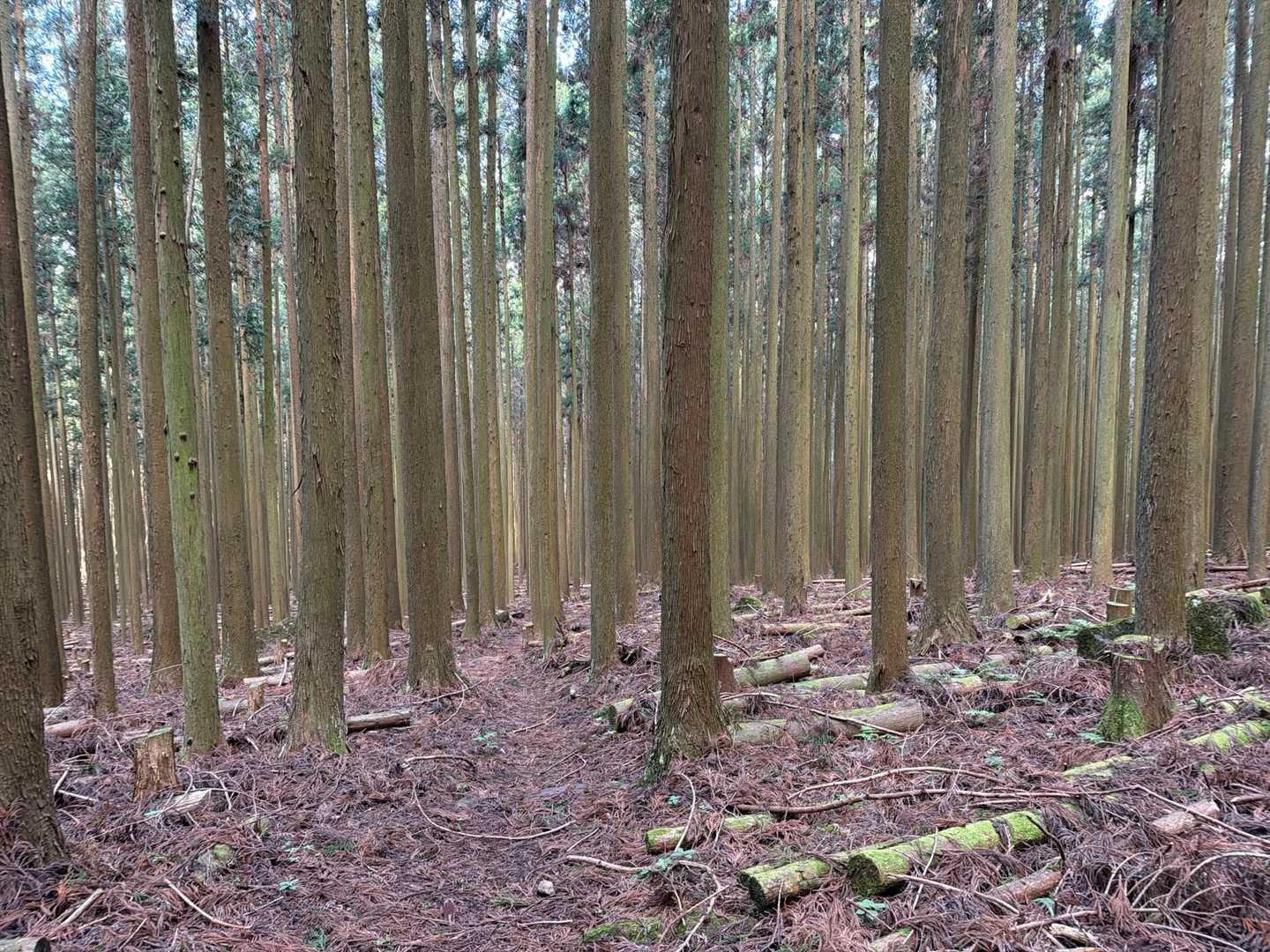 全周杉の立木で隙間がありませんでした