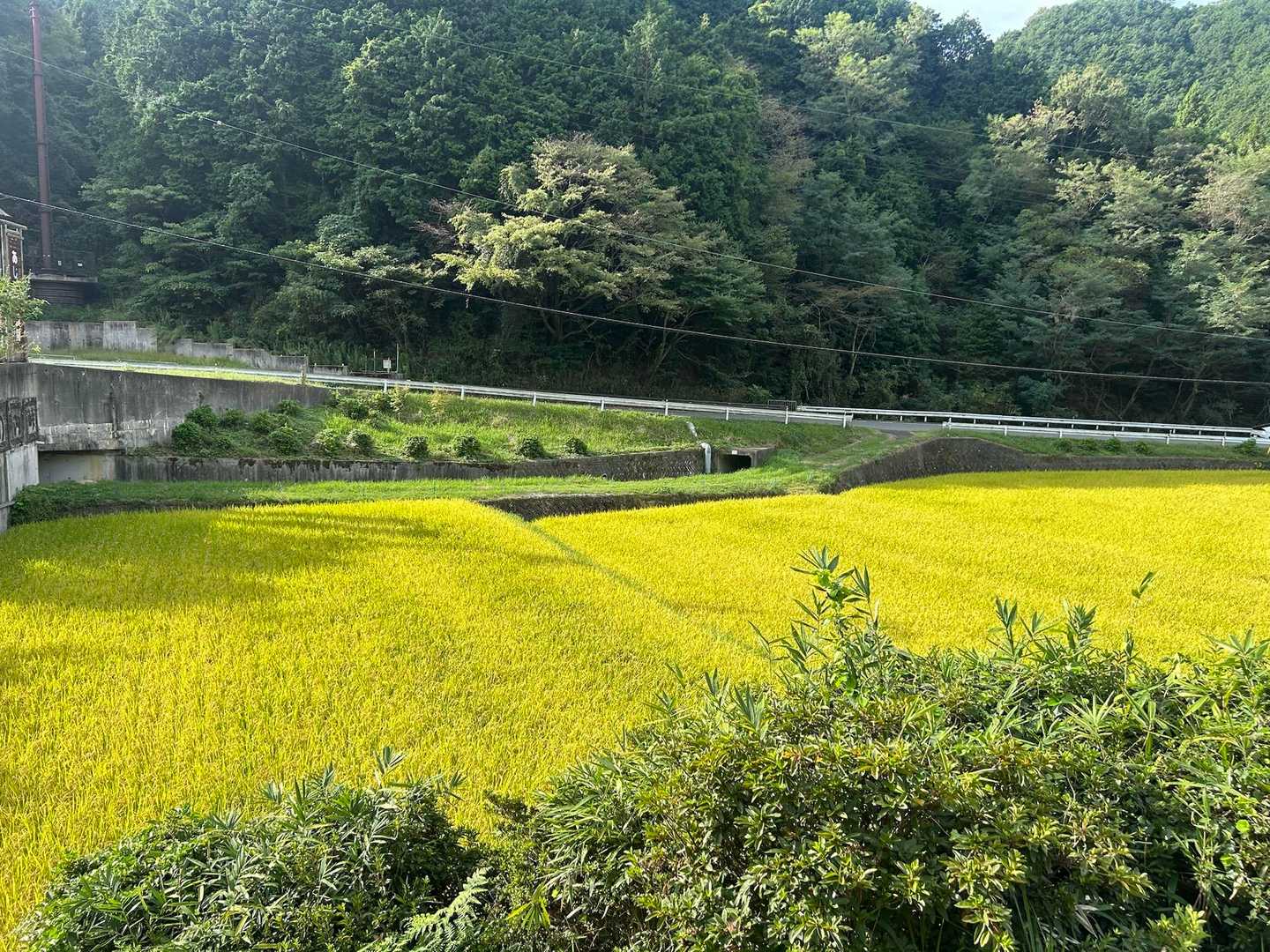 風の香りと稲穂の色に、秋の訪れを感じる、そんなステキな朝でした