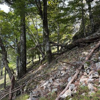 下山は大吹登山口を目指して降ります
五葉岳直下のところが登山道が崩れているのか道がわかりにくかったです
ガレ場を無理やり下っていくような箇所が多く、疲れ切った足への負担が厳しかったです