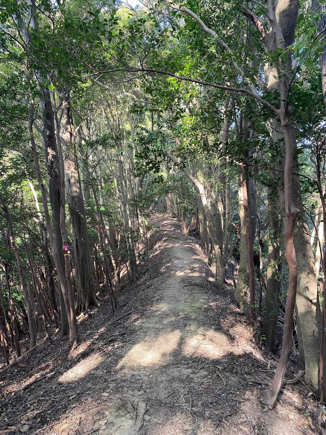 双子山 往復コースの写真
