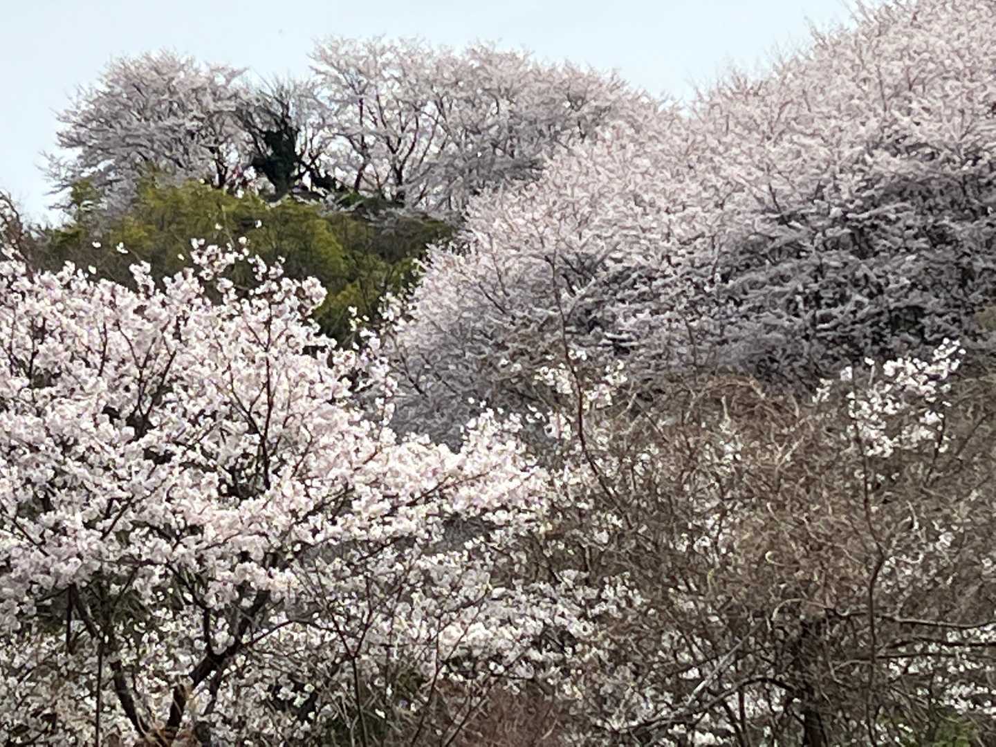 行者山登り口-明神山-狗山-大平山-大平山登り口 周回コースの写真