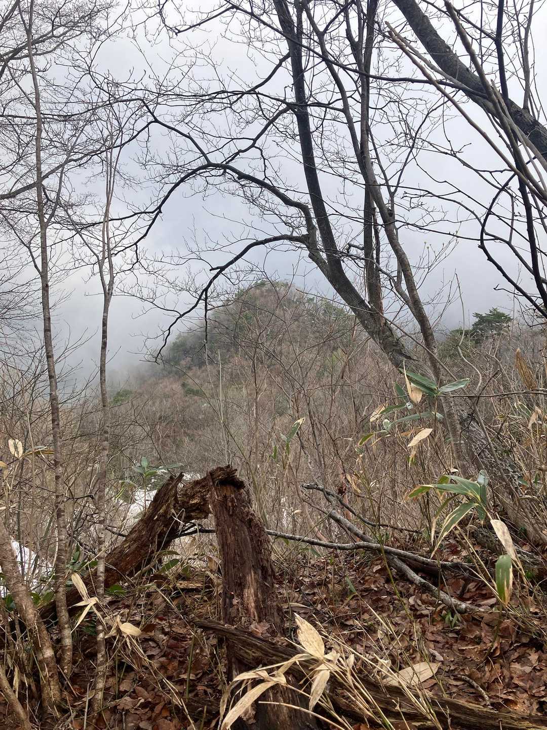 猪山🐗へのルートもあるはずだが、所詮行く気がないせいか、見つけられなかった。