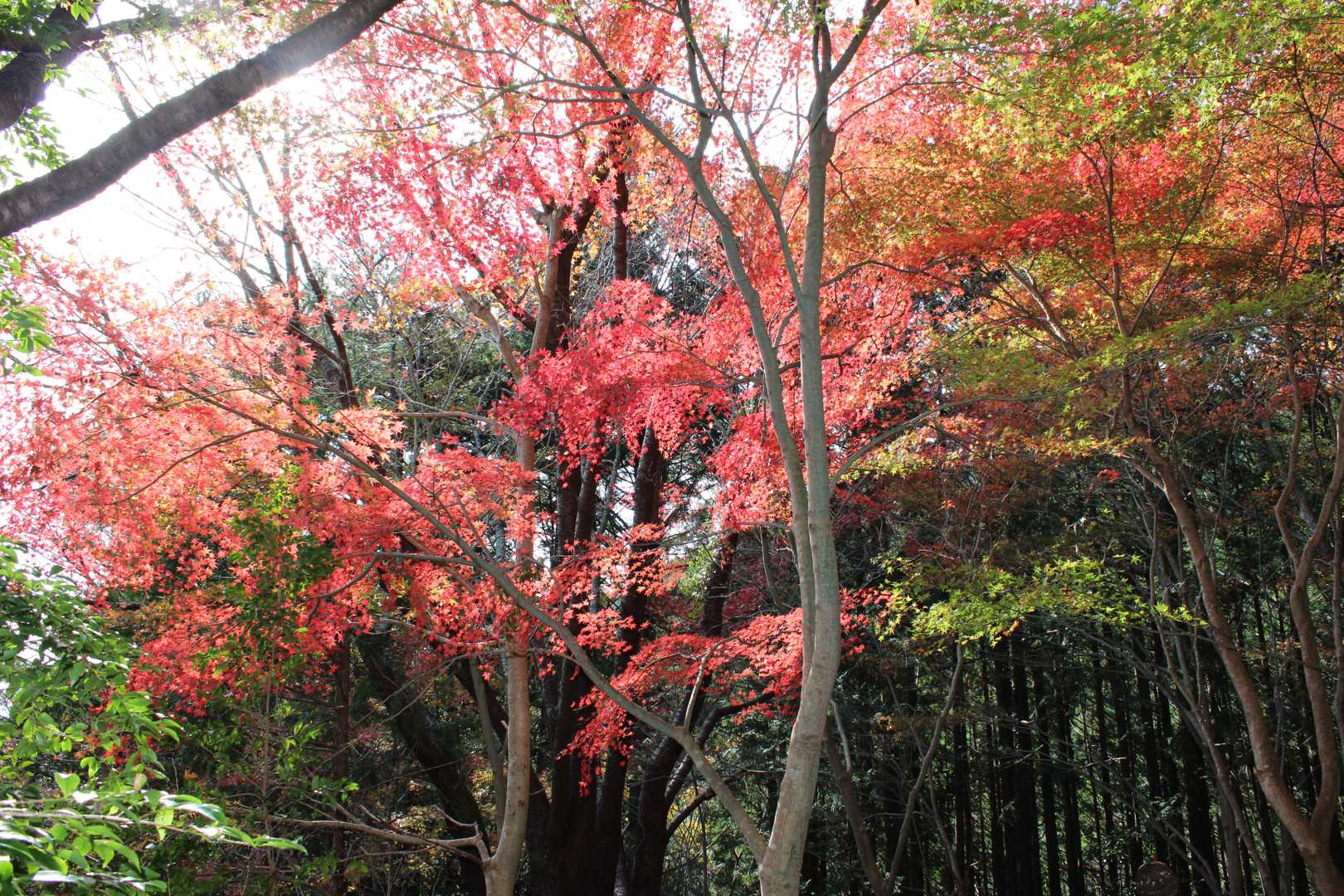 紅葉