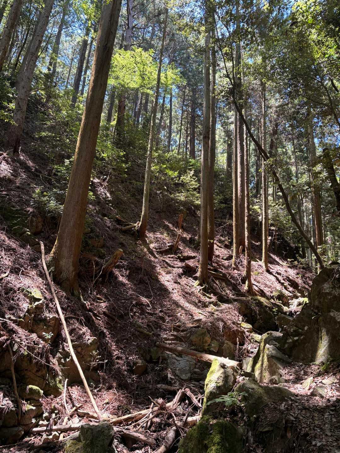 大沢山 往復コースの写真