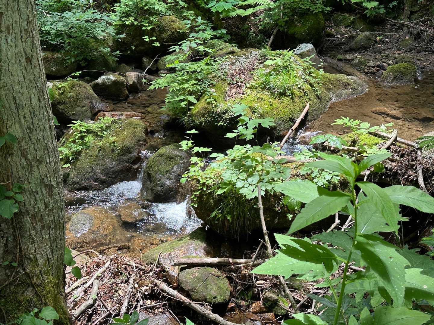 烏帽子岳 往復コースの写真