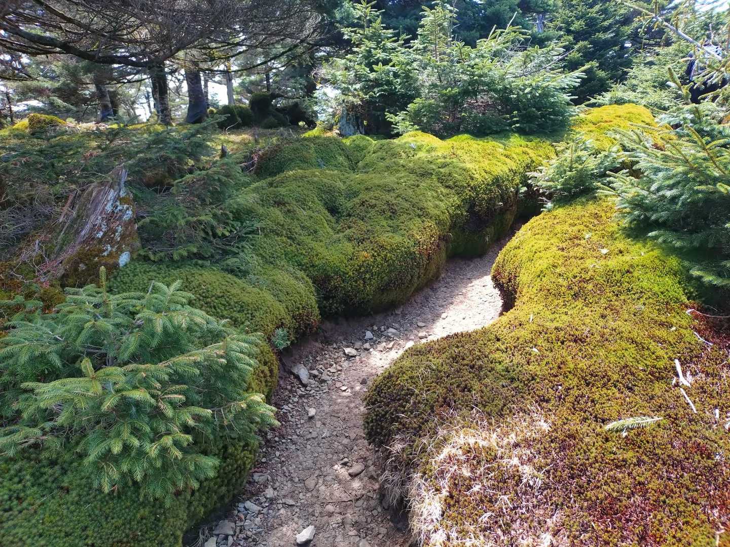 弥山登山口-弁天ノ森-聖宝ノ宿跡-弥山-八経ヶ岳-細尾山 往復コースの写真