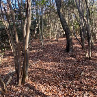 木々の葉っぱが落ちてるので日差しが届いて明るい