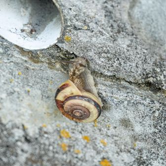 カタツムリもデカい🐌💨