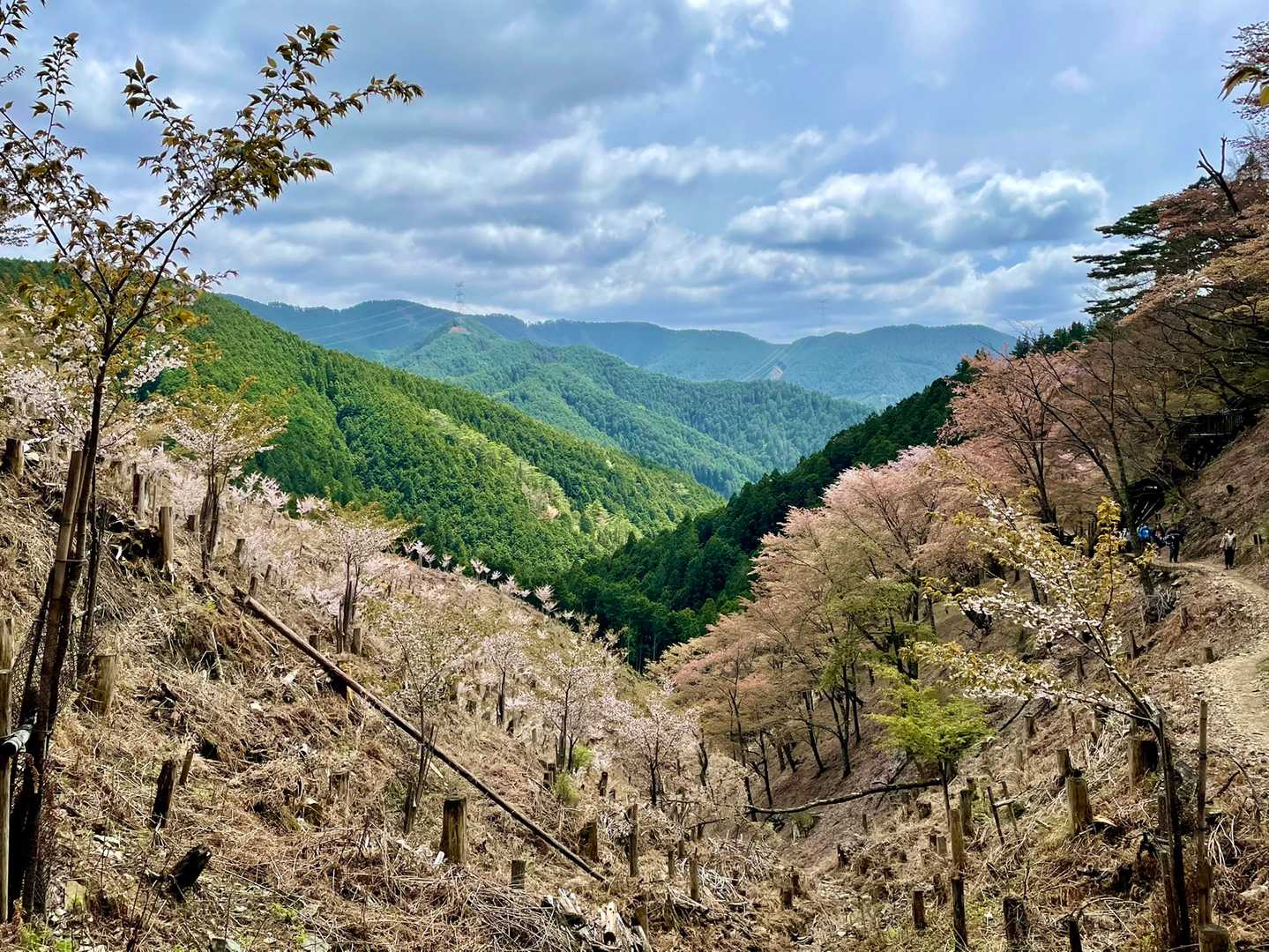 吉野水分神社-高城山-金峯神社-青根ヶ峰 往復コースの写真