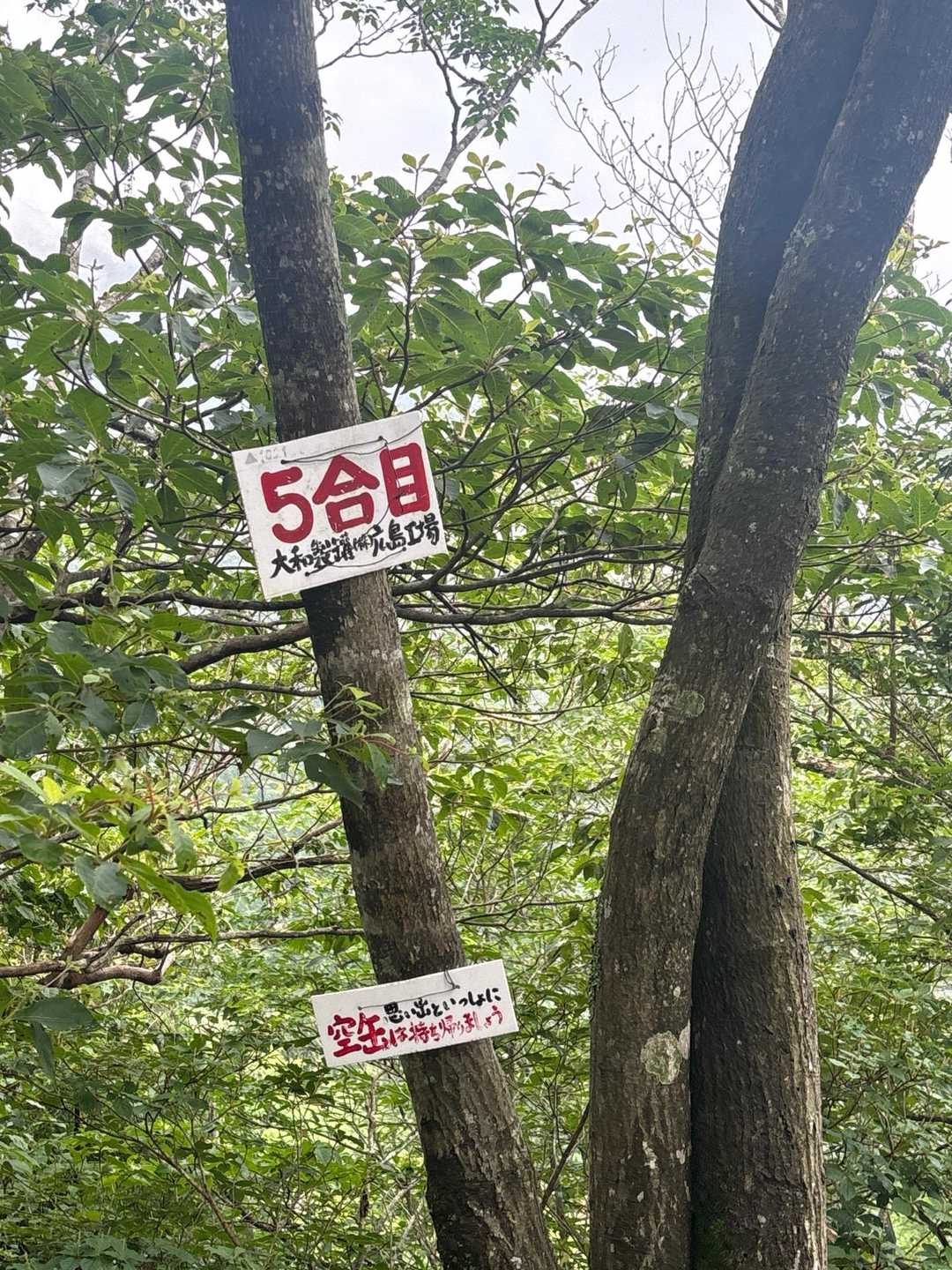 ５合目からがながーい