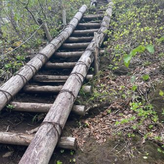 経ヶ岳・法恩寺山 はしご。いいですね。