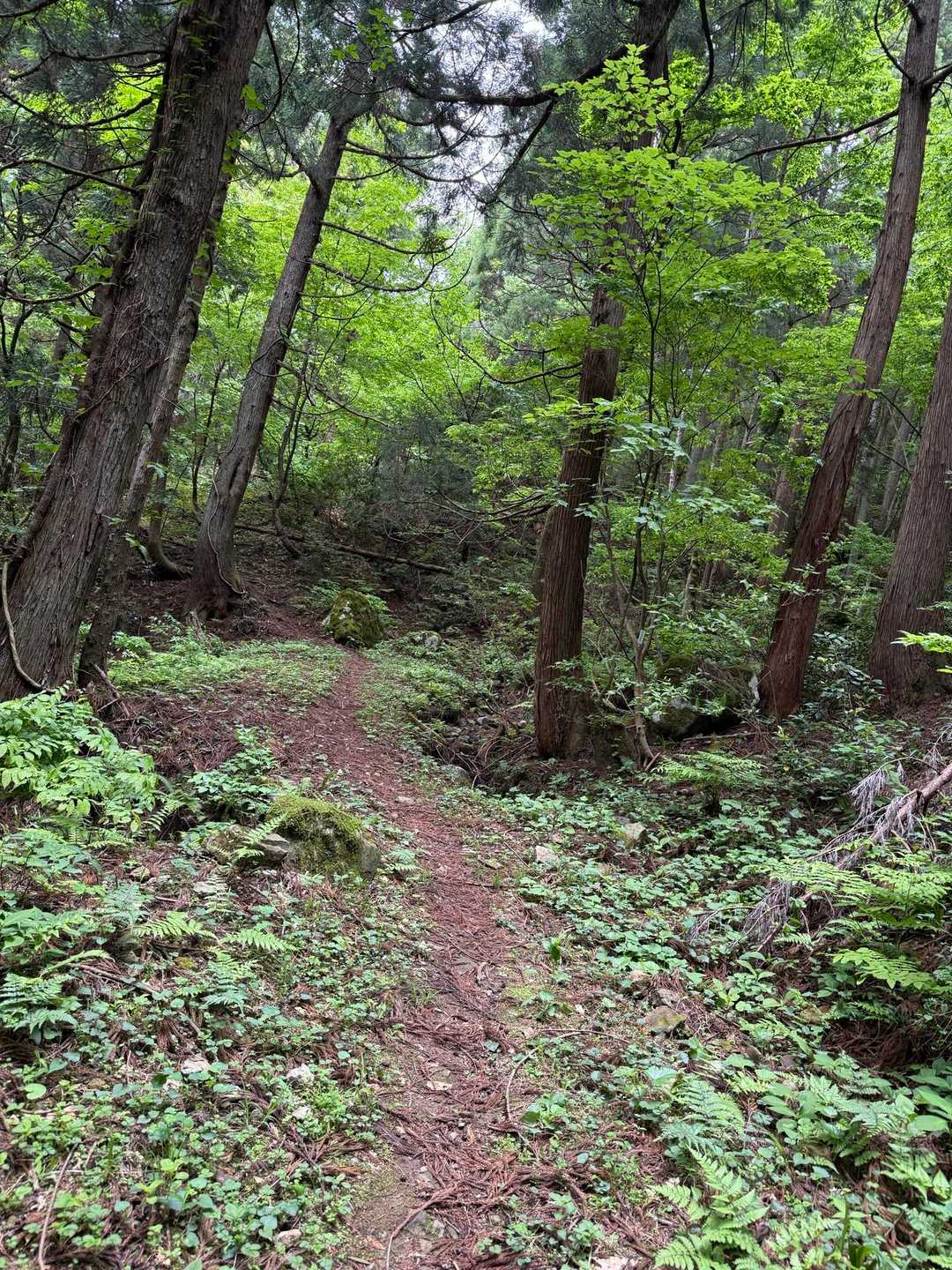 さあ山道