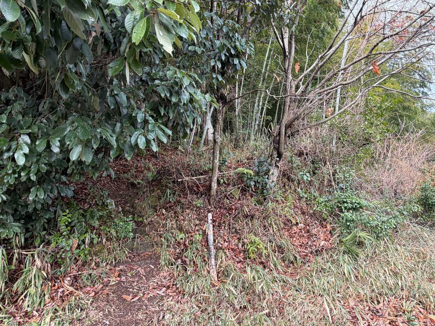 このもしゃもしゃした所が登山口