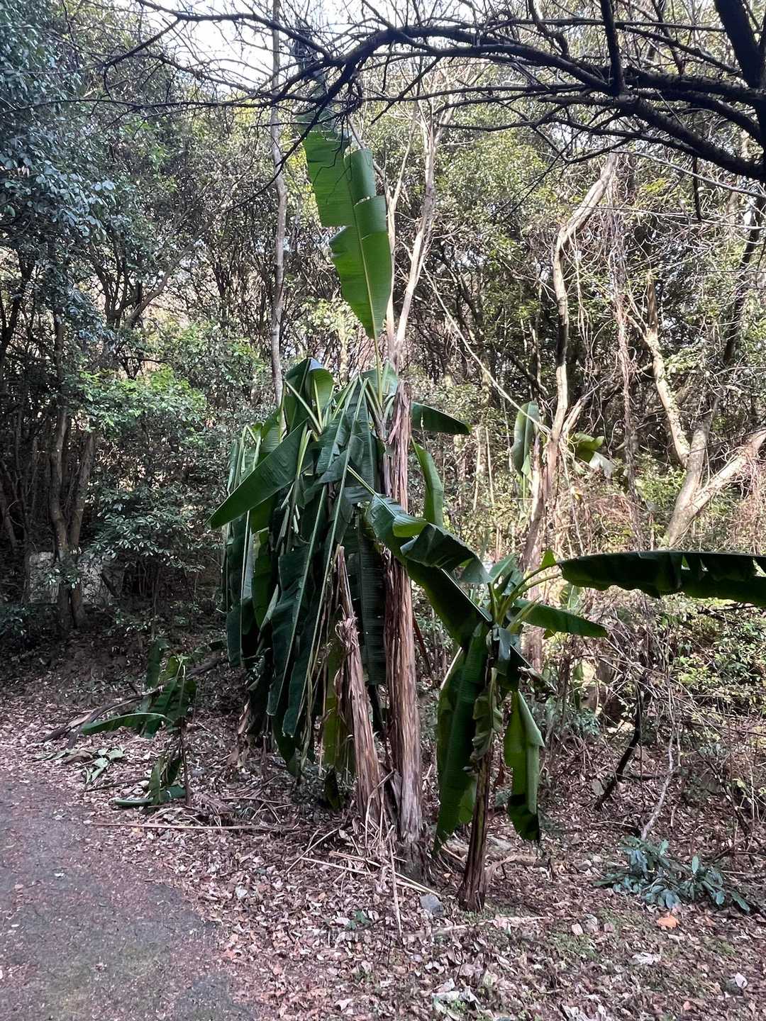 バナナ🍌の木⁉️