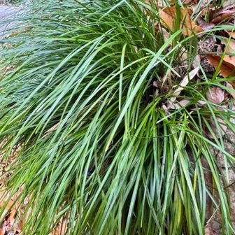 龍の髭(リュウノヒゲ)