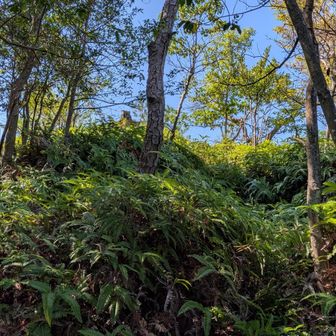 途中から自己責任で寄り道して↑あそこかぁ〜▲稲荷山。藪漕ぎかぁ😅