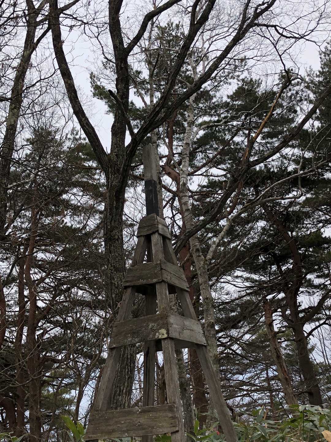 多分頂上です😂地図アプリ見ながら笹かき分けて🗻