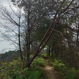 先日の台風の影響か、所々、木々が倒れていて危険