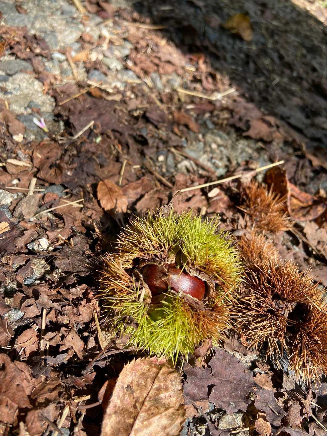 季節は変わりつつ🌰