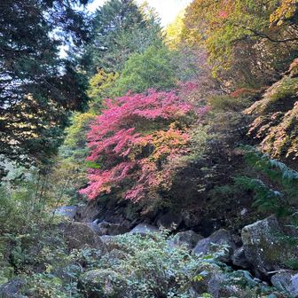 紅葉🍁の赤も綺麗🤩