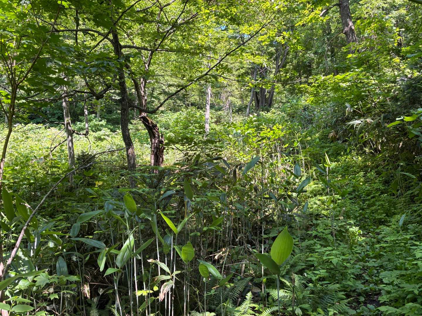 　　路はわかりますが。。草が生えてます🌿
　　ほとんど人が歩いて無いのでしょうか⁉️