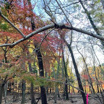 谷間なので日陰ですが紅葉に囲まれています
