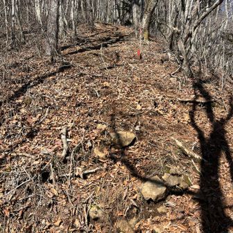 菜畑山を過ぎると、登山道は眺望がなくなり、ザレザレ&落ち葉まみれの登りも下りもまるで壁のような傾斜になります。登りでは数歩歩くと足が止まってしまい、下りでは滑り台のような斜面を転ばぬように歩くので必死でした😅