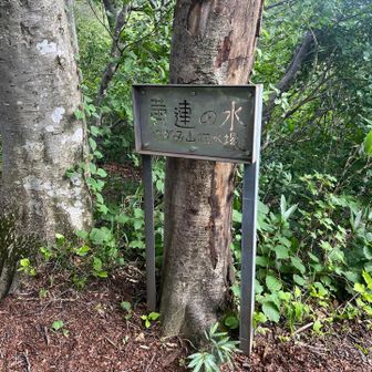 こちらの水場はパス。
また往復10分がつらいので。。