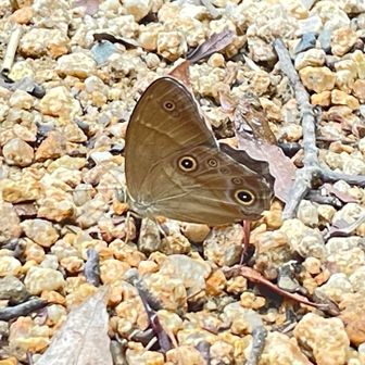 地味に美しいクロヒカゲ🦋