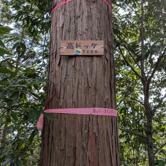 登ったり下りたりが結構痛めた足にダメージあります