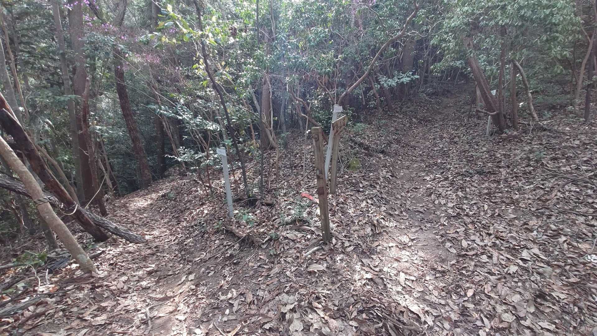 千年杉と山頂の分岐。
俺は山頂から行く。
好きなおかずは最後に食べるタイプ
