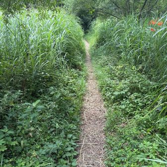 山頂から細い道を辿って