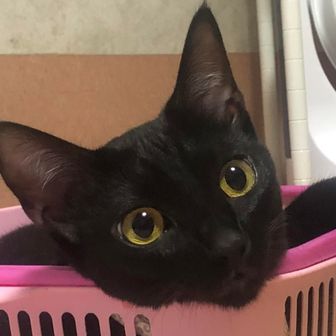 キャリーりーふん🌿