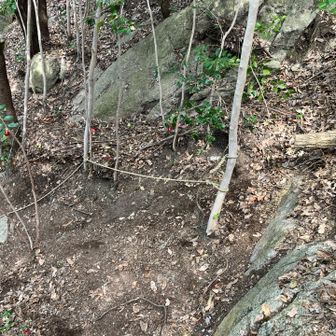 倒木作業後の写真です。
更に落ち葉もハキハキして歩き易くして置きました。