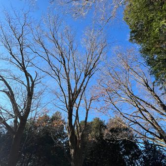 見上げると青空