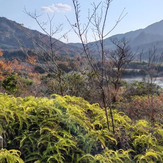 ちょっと開けたところでは景色を眺める余裕もあります、この時は。