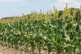 トウモロコシ農家