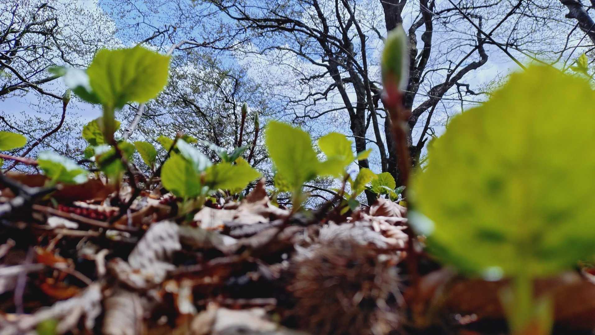 保呂羽山少年自然の家-保呂羽山 往復コースの写真