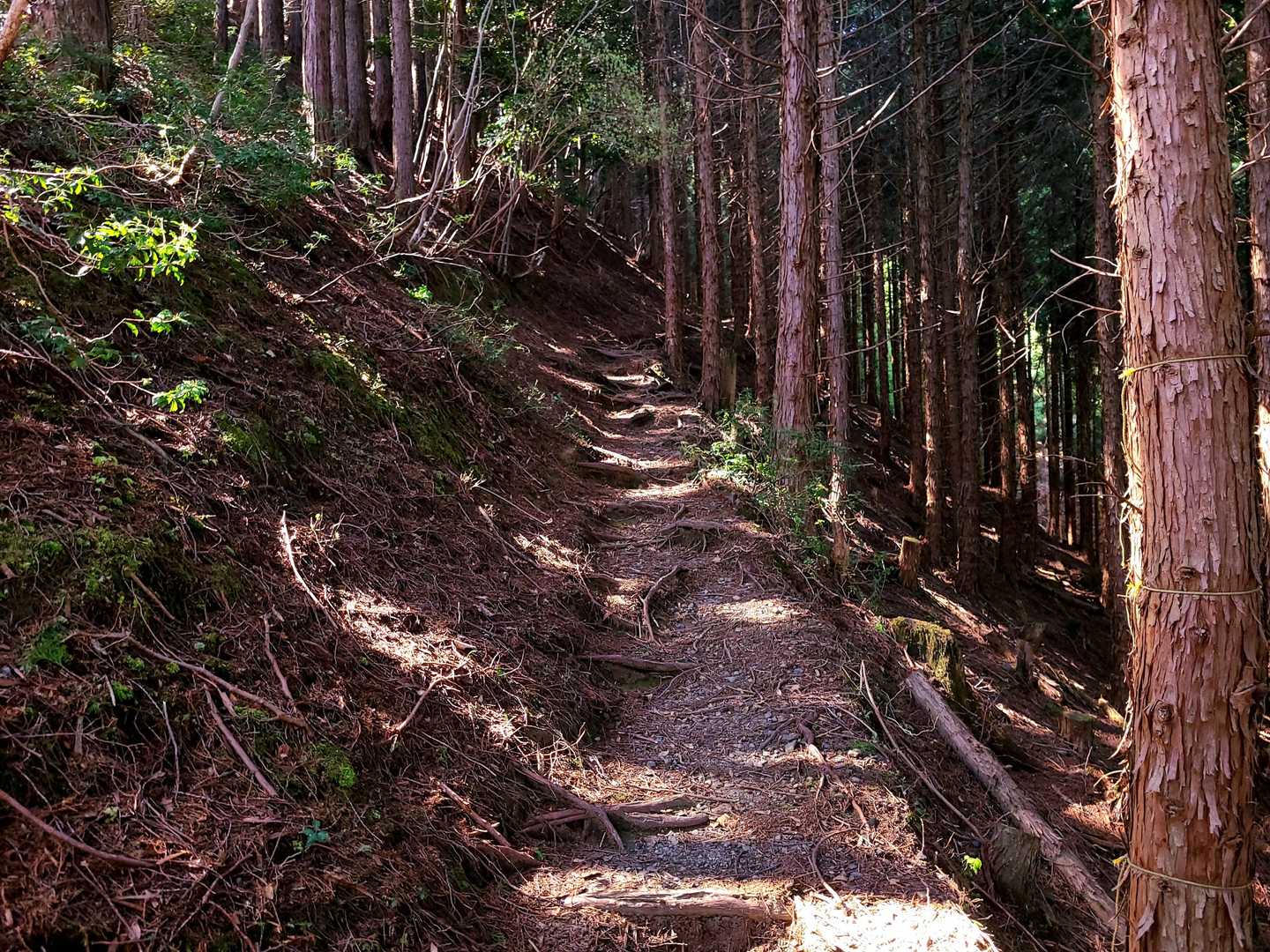 花脊高原前バス停-雲取峠-雲取山 往復コースの写真