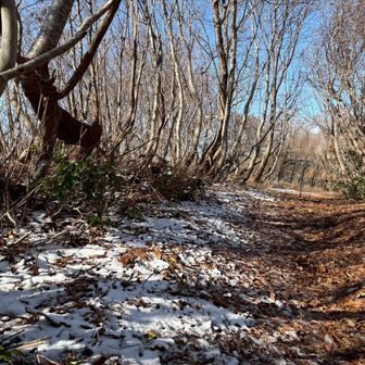 ブナ林になってきました