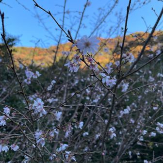 季節外れの桜🌸