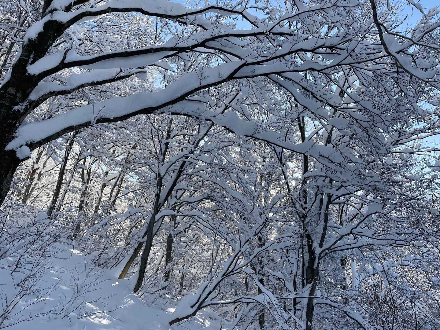 モフモフたっぷり⛄️
